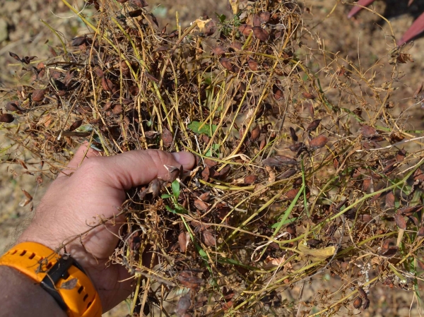 BISO 3D – IN THE FIELD 2020 (PART 3) - LENTIL